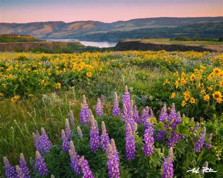 Captivating Moments: The Allure Of Rowena Miller Photos